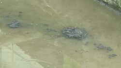 Rio's beachs to get a clean up ahead of World Cup News Clip