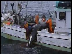 Research chief on latest whale catch News Clip