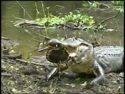 Alligator grabbing Terrapin with mouth, Brazos Bend State Park, Texas, USA Stock Footage