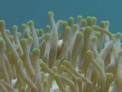 Clownfish and Anemone Stock Footage