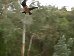 Australian Moguls Training Session Stock Footage