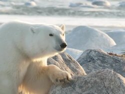 MS ZI Polar bear sniffing around / Churchill, Manitoba, Canada Stock Footage