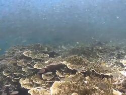 Track forward over corals towards large shoal of fish, Southern Visayas, Philippines Stock Footage
