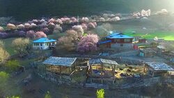 Peach blossom, Nyingchi, Tibet Stock Footage