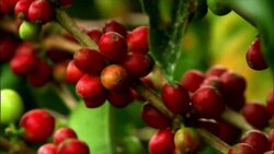 A montage reveals the color red in a variety of images including nature, human society, animals, and abstracts. Stock Footage