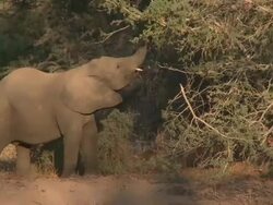 Desert Elephant (Loxodonta africana) feeding from tree, Ugab River Basin, Namibia: desert-dwelling population of African Bush Elephant though not distinct subspecies Stock Footage