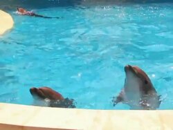 Dolphins in pool Stock Footage