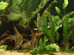 School of angelfish Stock Footage