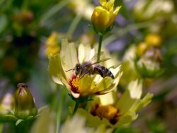 CU SLO MO Flying honeybee on yellow flower / Morristown , New Jersey, USA  Stock Footage