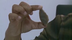 CLEAN : Tunisian remains prove 100,000 year human presence News Clip