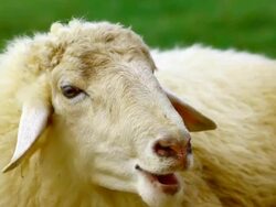 sheep in green field Stock Footage