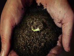 Germinating plant in hands Stock Footage