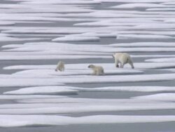 Polar Bear and her cubs in the Arctic News Clip