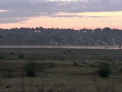 Egrets in flight, North East Extremadura, in Dehesa Stock Footage
