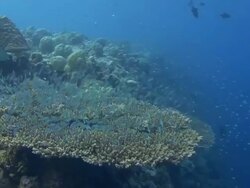 Table Coral Stock Footage
