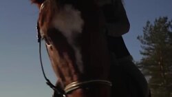 A horse speaks Stock Footage