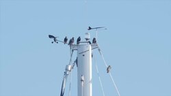 Birds on top of the boat mast and weather vain Stock Footage