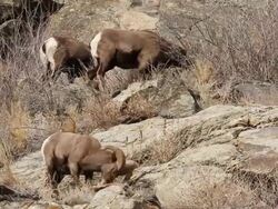 MS Shot of six large bighorn rams moving on side of hill / Golden, Colorado, United States Stock Footage