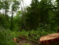 Wide shot. Pan to right and left as feller buncher cuts down a tree, and it falls to the foreground. Stock Footage