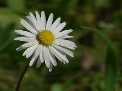 Daisy Flower Stock Footage