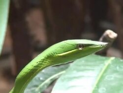 Green Vine snake Stock Footage