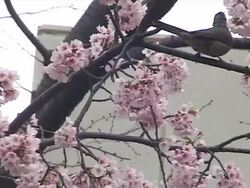 Bird in Japanese Cherry Tree Stock Footage