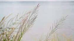 Moving of grass near the lake Stock Footage