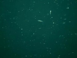 View of Several plankton / Guanacaste, Costa Rica Stock Footage