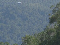 Palm oil plantation inside Borneo rainforest Stock Footage