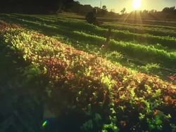 MS POV Woman harvesting lettuce on organic farm / Langlois, Oregon, United States Stock Footage