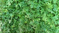 Green plant grass Stock Footage