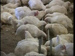 Comment by Minister of Health confirming bird flu News Clip