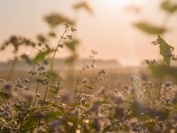 MS DS Plants Of Buckwheat At Sunset Stock Footage