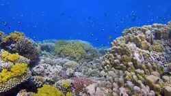 Coral reef with lot of tropical fish / Red Sea Stock Footage