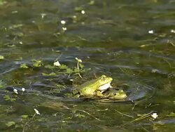  MS SLO MO Males edible frogs leaping and calling with inflated vocal sacs / Vieux Pont, Normandy,  France Stock Footage
