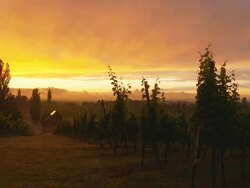 HD: Idyllic Vineyard Field At Sunset Stock Footage