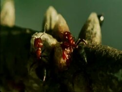 CU Red ants crawling along branch feeding, Botswana, Africa Stock Footage