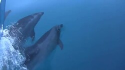 Pacific Bottlenose Dolphins Bow Riding Stock Footage