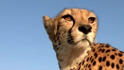 A beautiful cheetah looks for prey on the savanna. Stock Footage
