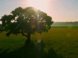 AERIAL Tree in the middle of a meadow Stock Footage