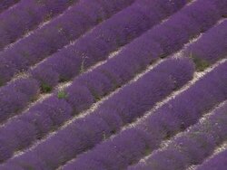 MS AERIAL Shot of Lavender fields / Rhone Alpes, France Stock Footage