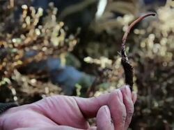 CU Sex herb / Durma, Banke District, Nepal Stock Footage