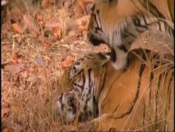 Royal Bengal tiger (Panthera tigris tigris) pair mating, slow motion, Bandhavgarh National Park, India Stock Footage