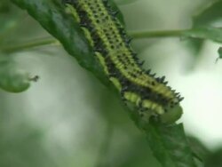 Green caterpillar eating Stock Footage