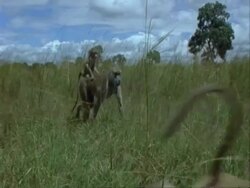 MS Baboon walking with baby on back, startled, other baboons run past, Tanzania Stock Footage