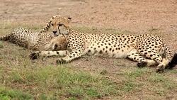 Cheetah and Cub Stock Footage