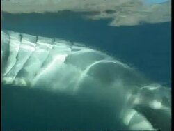 MS Great White Shark swimming underwater towards bait, Guadalupe Island, Pacific Ocean Stock Footage