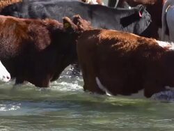 Cattle herd slowly crossing river Stock Footage