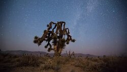 Joshua Tree and Milky Way Stock Footage