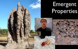 The Hierarchy of Life Instructional Video